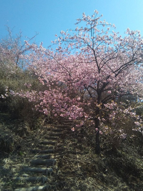 桜好きにおススメ 雨引観音の河津桜は今週末が見頃ですよ 桜川市 Soba De Sova