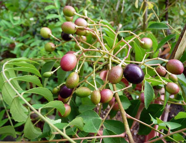 カレーリーフ（カラピンチャ）の実が熟してきました : soba de sova