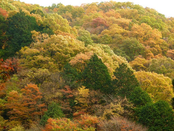 11年紅葉の思い出 その３ 蓬莱山の紅葉と滝と岩肌と 佐野市 Soba De Sova