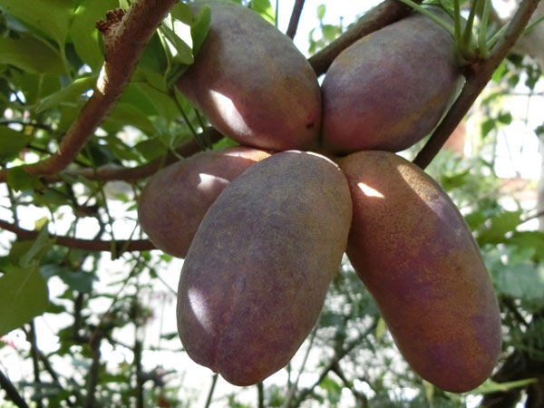 秋の果実酒その2 あけび酒 Soba De Sova