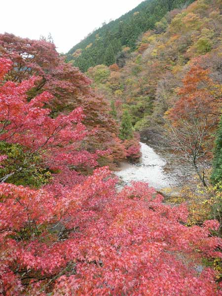 紅葉速報その1 北関東 紅葉速報 鹿沼市 佐野市 Soba De Sova