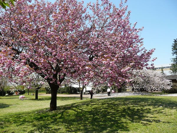 10年日本花の会桜の思い出 その２ 八重桜の頃の彩りの広場 結城市 Soba De Sova