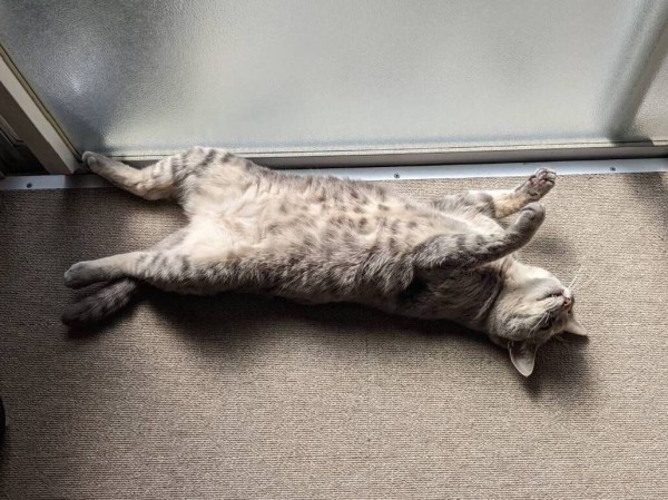 妊娠38週目 曖昧log