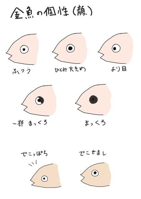 金ちゃん稚魚成長記録 孵化後約11週目 かめさま307