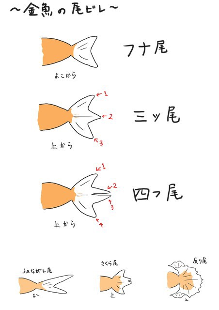 金ちゃん稚魚成長記録 孵化後約6週目 かめさま307