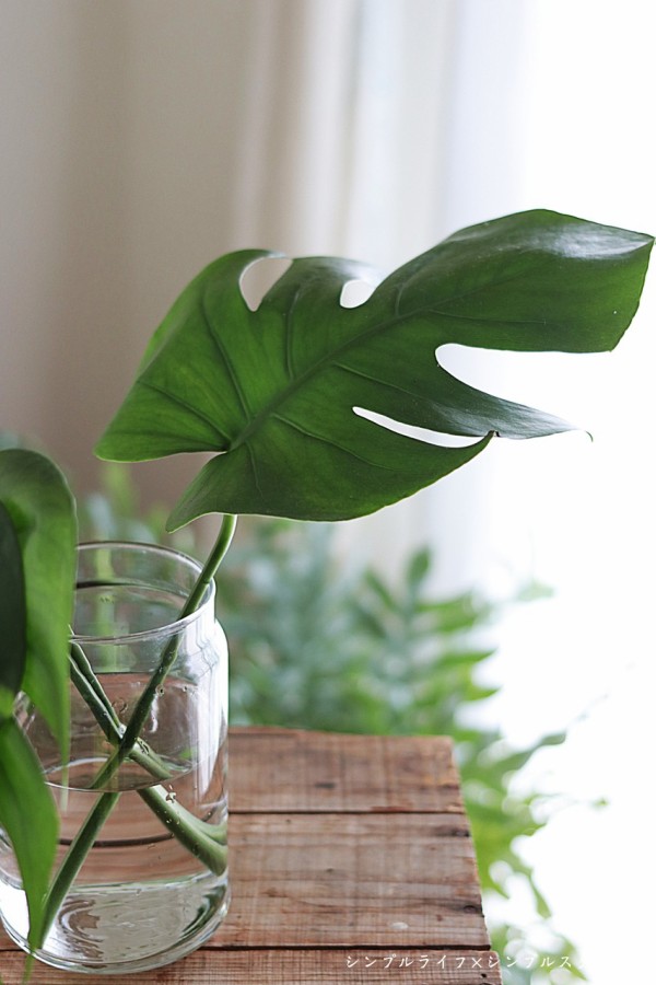グリーンのある暮らし プチモンステラがおすすめの理由 シンプルライフ シンプルスタイル Powered By ライブドアブログ