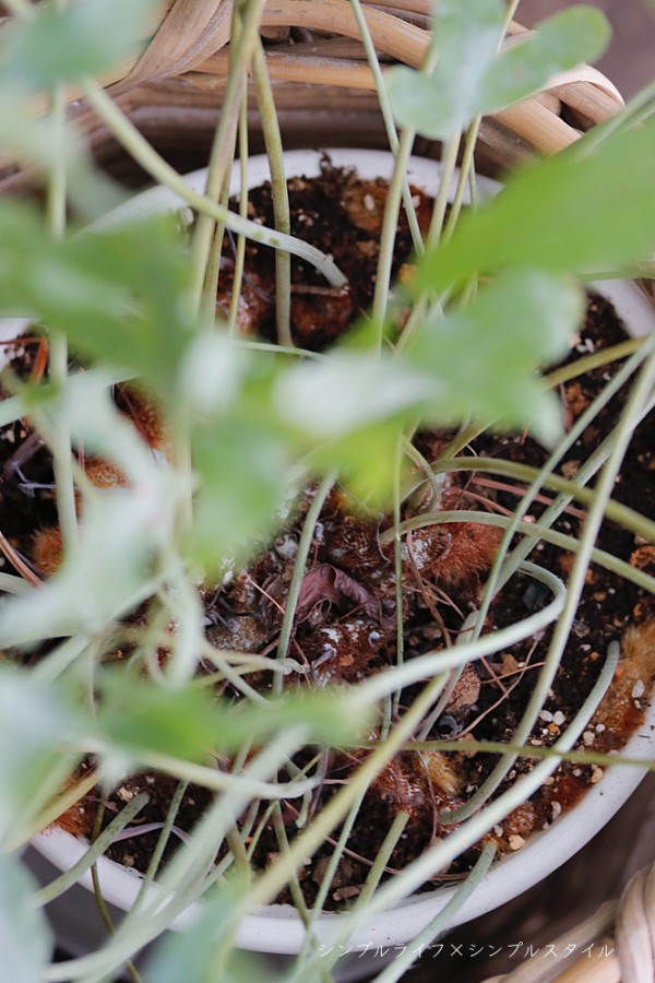 管理しやすい観葉植物 葉が美しい フレボディウム ブルースター 楽しみ方 シンプルライフ シンプルスタイル Powered By ライブドアブログ