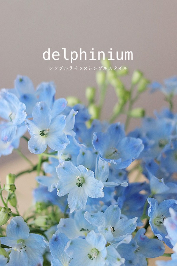 花のある暮らし デルフィニウム シンプルライフ シンプルスタイル Powered By ライブドアブログ