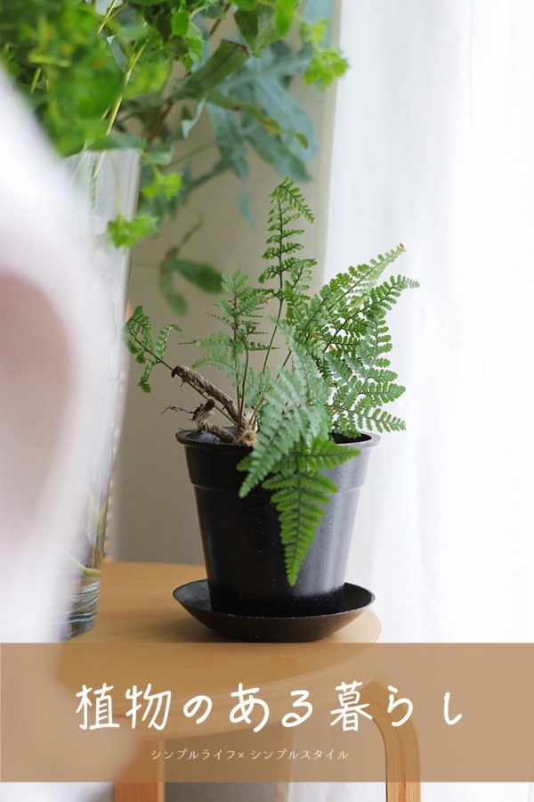 観葉植物のある暮らし 興味のなかったシダ植物 歳を重ねる度に好きになってきた シンプルライフ シンプルスタイル Powered By ライブドアブログ