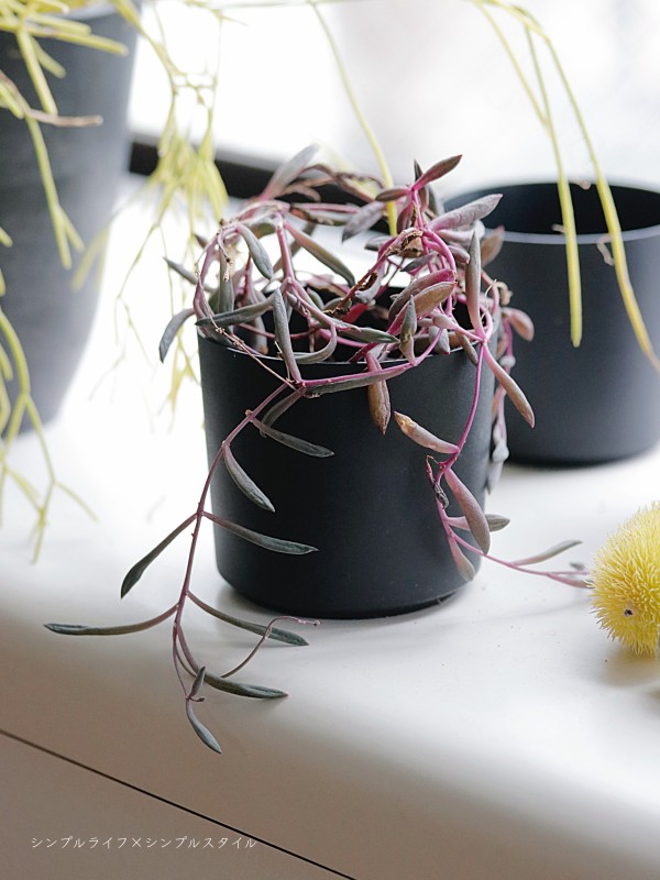 100均 Seriaのモノトーン植木鉢で楽しむ多肉植物 シンプルライフ シンプルスタイル Powered By ライブドアブログ 100均 Seriaのモノトーン植木鉢で楽しむ多肉植物 シンプルライフ シンプルスタイル Powered By ライブドアブログ