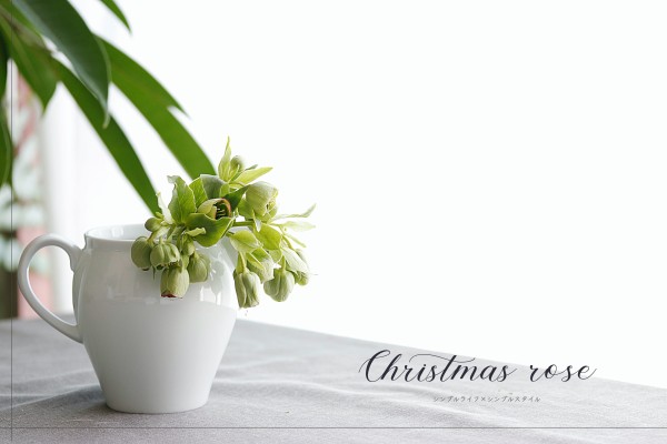 花のある暮らし この時期 長く楽しめる切り花はクリスマスローズ フェチダス シンプルライフ シンプルスタイル Powered By ライブドアブログ