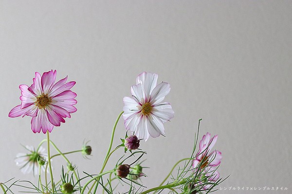 花がある暮らし 秋桜 フラワーフライデー シンプルライフ シンプルスタイル Powered By ライブドアブログ