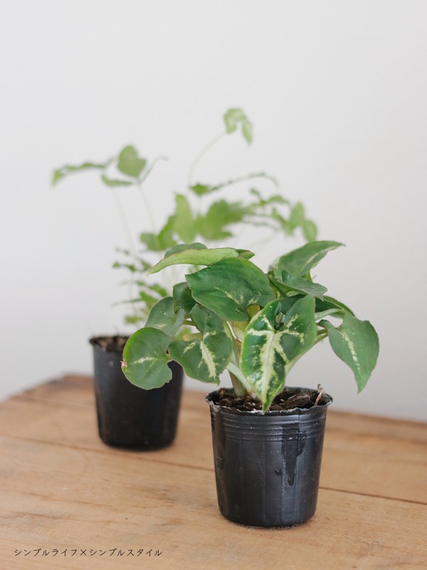 １００均の観葉植物でハイドロカルチャー風 にしてみた シンプルライフ シンプルスタイル Powered By ライブドアブログ