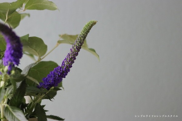 花のある暮らし 鮮やかなヴェロニカを活けてみました シンプルライフ シンプルスタイル Powered By ライブドアブログ