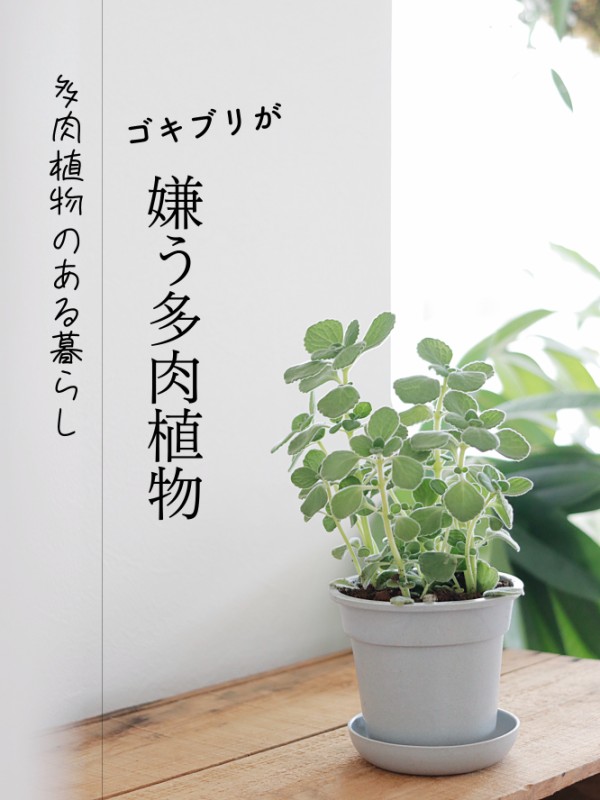 多肉植物でゴキブリ退治 アロマティカス を挿し木で増やしてみた シンプルライフ シンプルスタイル Powered By ライブドアブログ