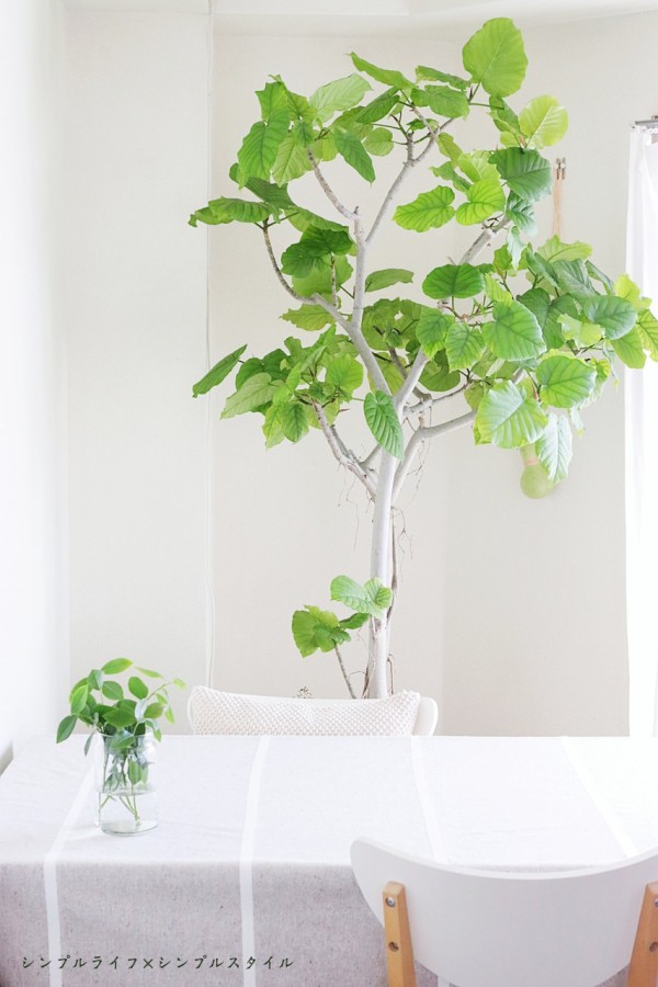 夏におすすめ 涼しげで育てやすい観葉植物 シンプルライフ シンプルスタイル Powered By ライブドアブログ