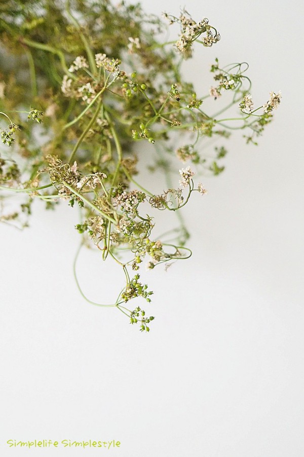 花も種も最期まで食して愉しむ シンプルライフ シンプルスタイル Powered By ライブドアブログ