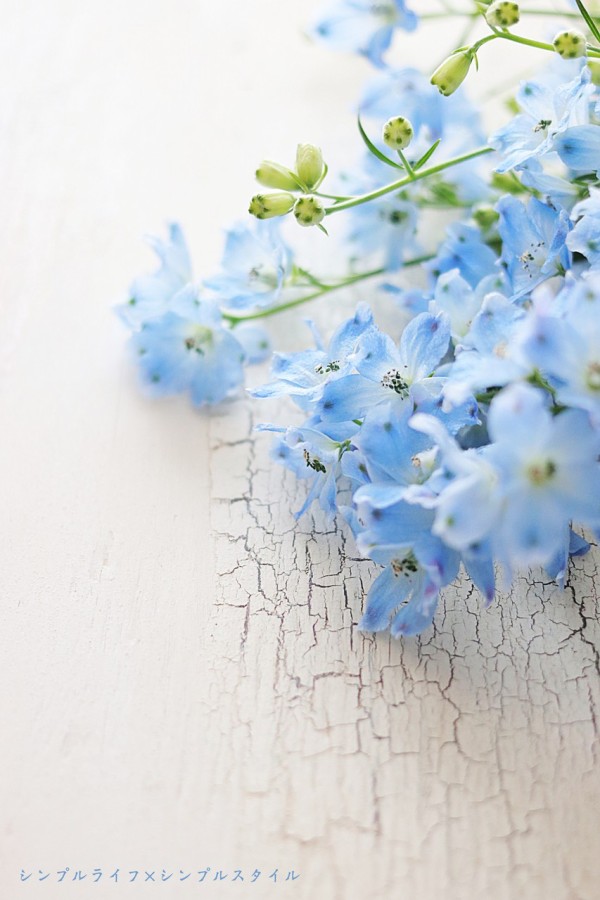 花のある暮らし デルフィニウム シンプルライフ シンプルスタイル Powered By ライブドアブログ 花のある暮らし デルフィニウム シンプルライフ シンプルスタイル Powered By ライブドアブログ