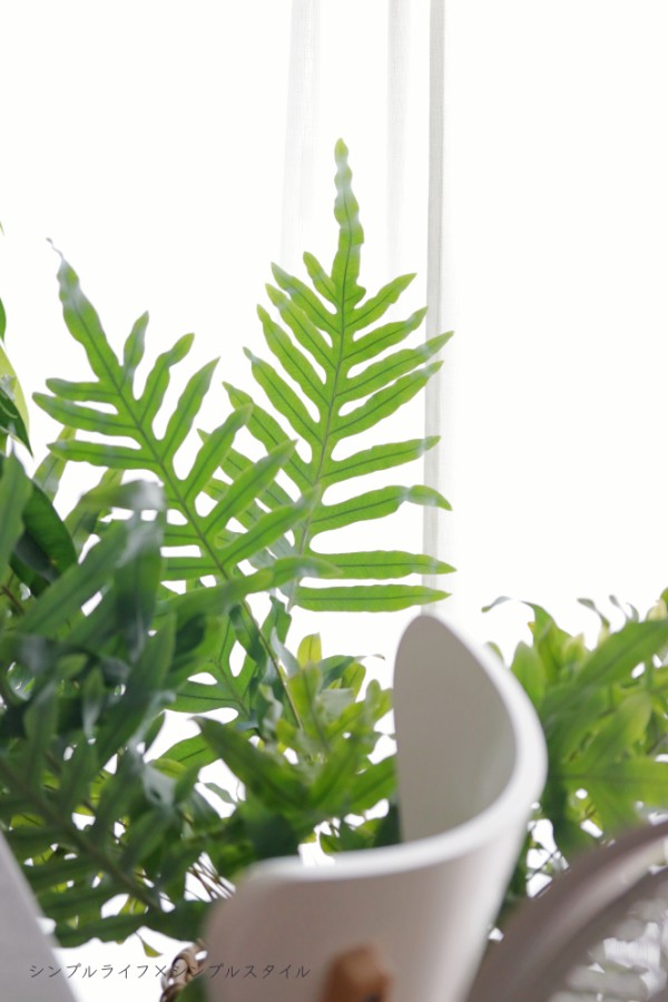管理しやすい観葉植物 葉が美しい フレボディウム ブルースター 楽しみ方 シンプルライフ シンプルスタイル Powered By ライブドアブログ