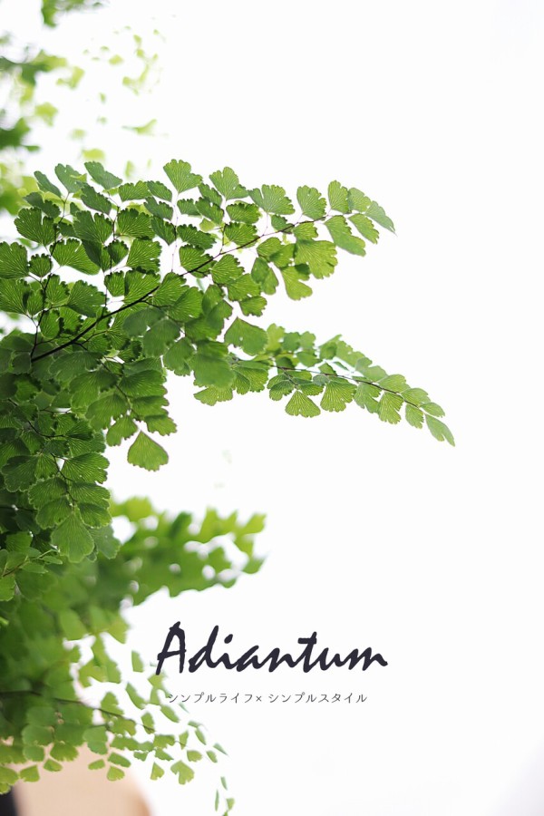 観葉植物のある暮らし 涼しげな植物 アジアンタムはいかが シンプルライフ シンプルスタイル Powered By ライブドアブログ