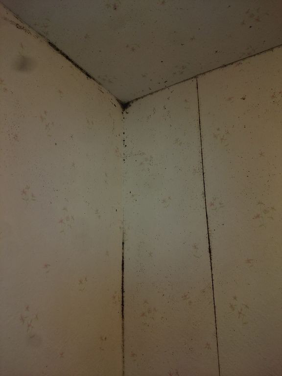 マンションの黒カビ問題 16 9 ダイチ住建 施工事例