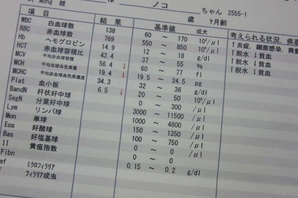 増やす 血小板