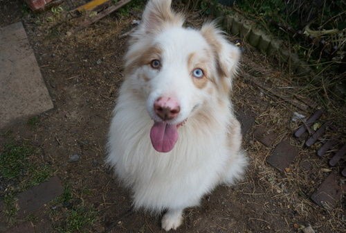 オーストラリアンシェパードのレオ 里親さま募集 ダイジョウブ 預かり日記