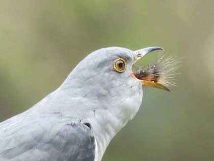 平気 毛虫を食べる鳥たち 庭園日誌