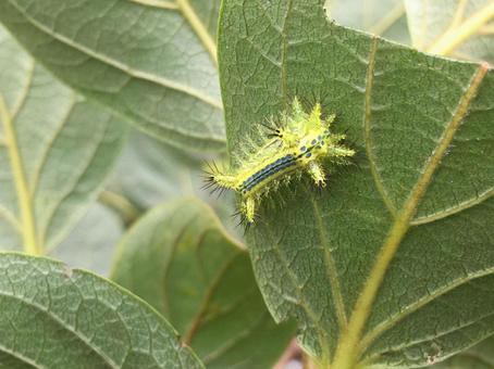 平気 毛虫を食べる鳥たち 庭園日誌