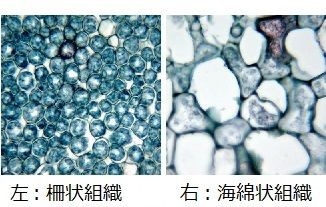 葉っぱのしくみ 庭園日誌