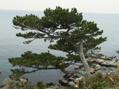 海岸のマツのふしぎ 庭園日誌