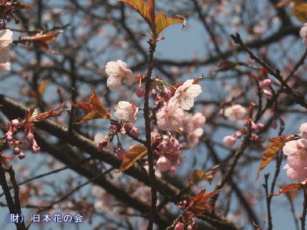 サクラの種類と開花時期 : 庭園日誌