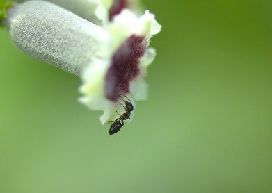 雑学 共食い 葬式 体罰 アリって実はすごい 大根おろし遅報