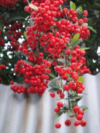 ピラカンサの実を食べた : 大文字山を食べる