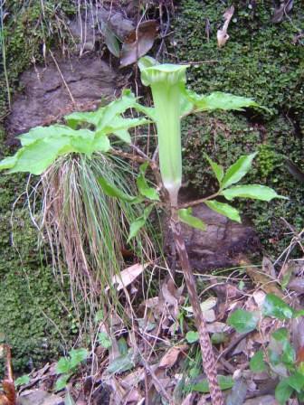 マムシグサの実を食べた : 大文字山を食べる