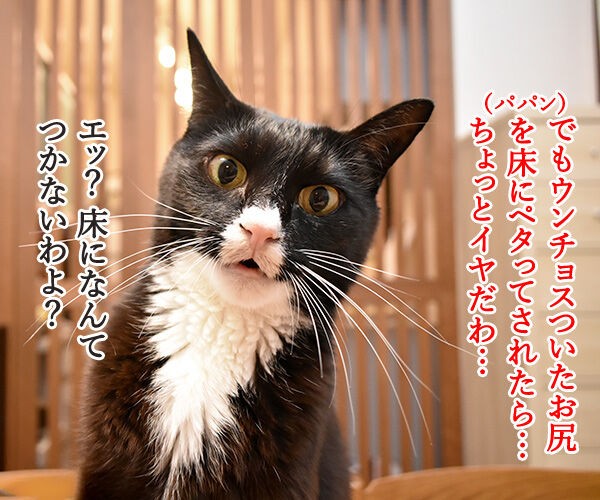 ウンチをしたあと 猫のお尻を拭きますか あずきさんとだいずさん Powered By ライブドアブログ