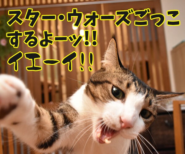 スター ウォーズごっこするよーッ あずきさんとだいずさん スター ウォーズごっこするよーッ あずきさんとだいずさん