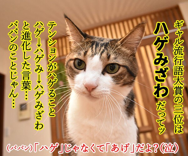 ギャル流行語大賞18 いい波のってんね あずきさんとだいずさん ギャル流行語大賞18 いい波のってんね あずきさんとだいずさん