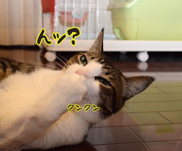 笑う猫 あずきさんとだいずさん Powered By ライブドアブログ