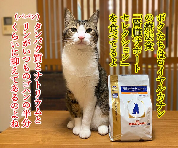 猫さんに多い病気は慢性腎臓病 腎不全 なのよッ あずきさんとだいずさん