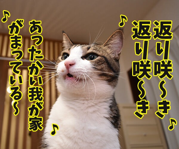 セキスイハイムのcmって知ってるかしら あずきさんとだいずさん Powered By ライブドアブログ