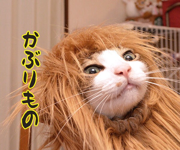 今までにした かぶりもの を集めてみたよッ あずきさんとだいずさん Powered By ライブドアブログ