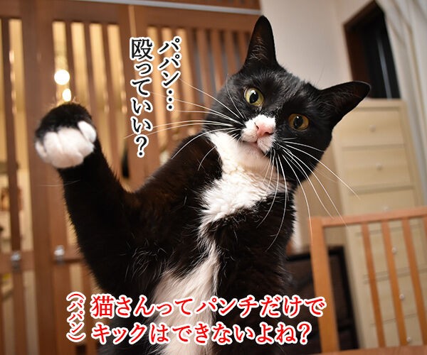 猫パンチじゃなくて猫キック あずきさんとだいずさん