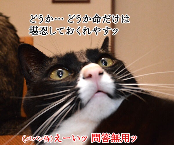 猫侍 其の三 : あずきさんとだいずさん Powered by ライブドアブログ
