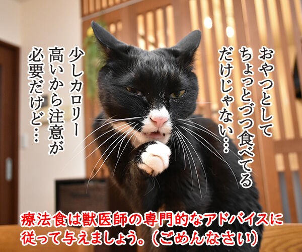 猫さんに多い病気は慢性腎臓病（腎不全）なのよッ : あずきさんとだい 