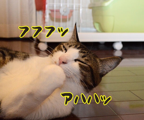 笑う猫 あずきさんとだいずさん Powered By ライブドアブログ 笑う猫 あずきさんとだいずさん Powered By ライブドアブログ