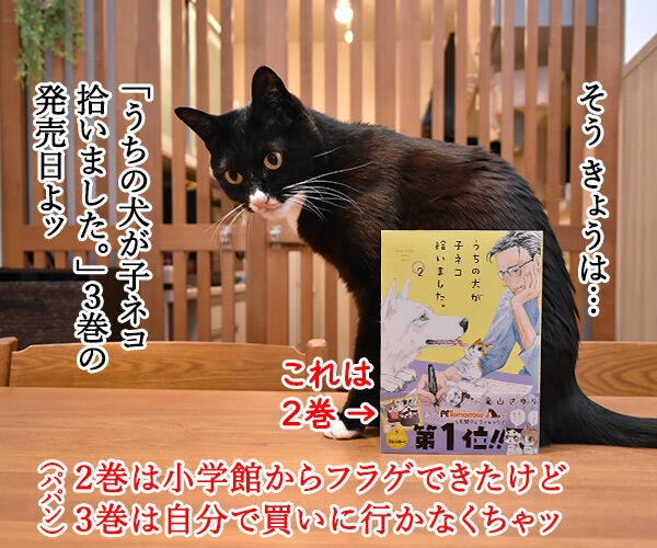 きょうは うちの犬が子ネコ拾いました 第3巻の発売日なのよッ あずきさんとだいずさん Powered By ライブドアブログ きょうは うちの犬が子ネコ拾いました 第3巻の発売日なのよッ あずきさんとだいずさん Powered By ライブドアブログ