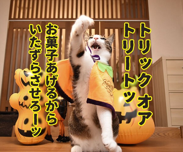 ハロウィン お菓子くれなきゃイタズラしちゃうぞッ あずき編 あずきさんとだいずさん