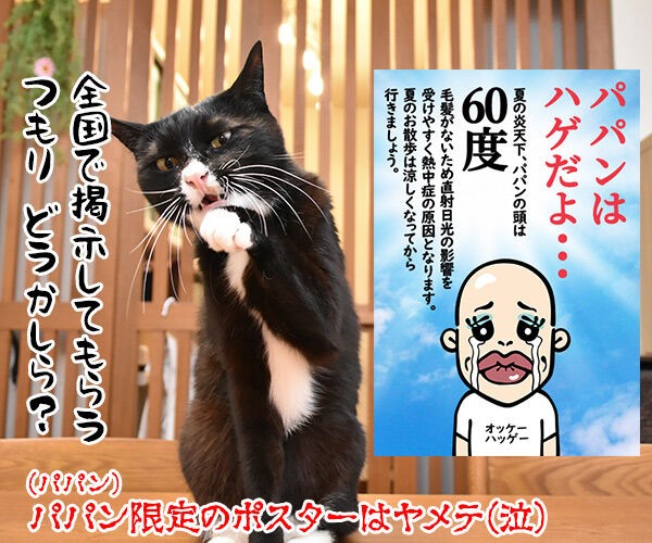 ボクたちはハダシだよu2026 炎天下の犬の散歩はダメなのよッ : あずきさん 