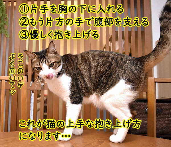 猫さんの上手な抱き上げ方って あずきさんとだいずさん Powered By ライブドアブログ